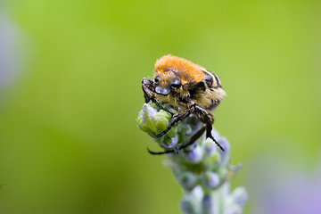 Image showing Scarab beetle