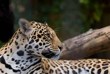 Image showing Jaguar 2