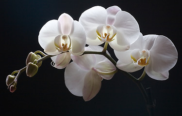 Image showing Orchid