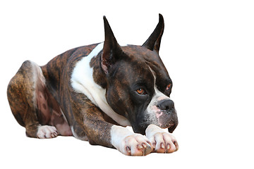 Image showing Boxer Dog 