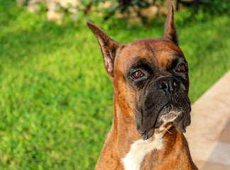 Image showing Purebred Boxer Dog