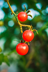 Image showing Cherry tomatoes in a garden