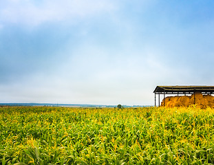 Image showing Corn Field