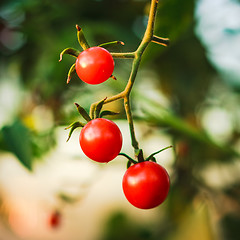 Image showing Cherry tomatoes in a garden