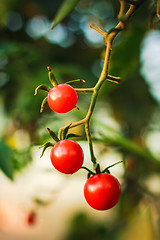 Image showing Cherry tomatoes in a garden