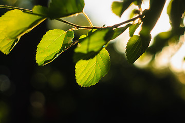 Image showing Close Up Of Green Leaves