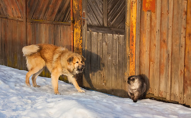 Image showing Cat And Dog Fighting