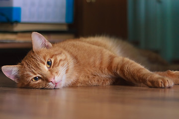 Image showing Cat Lying On A Floor