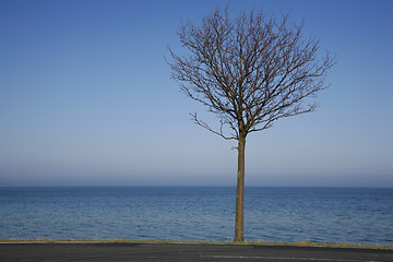 Image showing Lonely tree