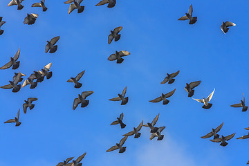 Image showing Doves And Pigeons In Flight