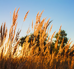 Image showing Dry grass field scene