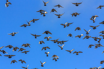 Image showing Doves And Pigeons In Flight