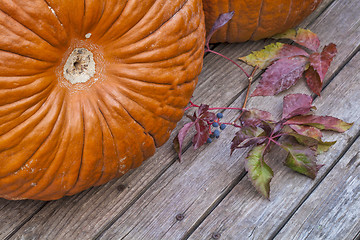 Image showing pumpkins and vine