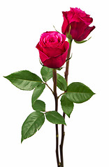 Image showing Pink roses