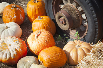 Image showing Fresh Fall Pumpkins and Old Rusty Antique Tire 
