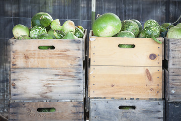 Image showing Fresh Fall Gourds and Crates in Rustic Fall Setting
