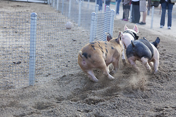 Image showing A Day at the Little Pig Races
