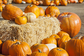 Image showing Fresh Orange Pumpkins and Hay in Rustic Fall Setting
