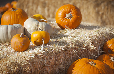 Image showing Fresh Orange Pumpkins and Hay in Rustic Fall Setting
