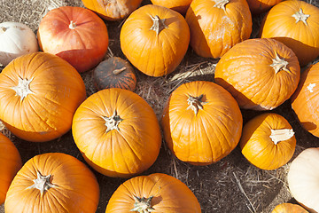 Image showing Fresh Orange Pumpkins and Hay in Rustic Fall Setting
