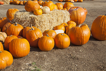 Image showing Fresh Orange Pumpkins and Hay in Rustic Fall Setting
