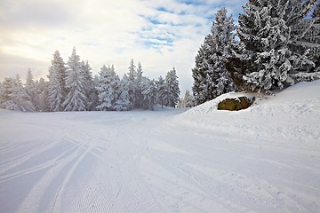 Image showing Skiing