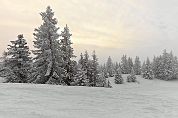 Image showing Winter forest