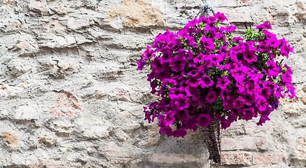 Image showing Tuscan flowers