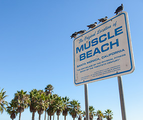 Image showing Muscle Beach