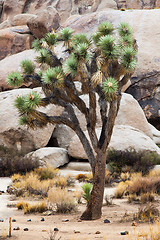 Image showing Joshua Tree