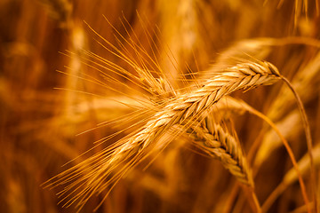 Image showing Golden Barley Ears