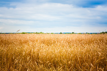 Image showing Golden Barley Ears