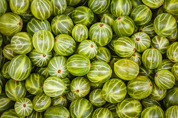 Image showing Gooseberries Green Background