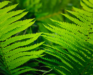 Image showing Fresh green fern leaves 