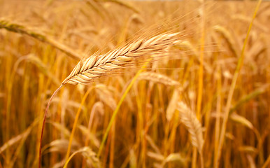 Image showing Golden Barley Ears Background