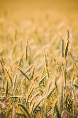 Image showing Golden Barley Ears