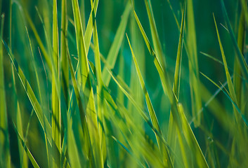 Image showing Fresh Spring Green Grass