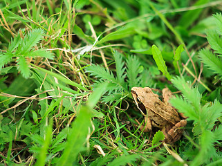 Image showing Frog In Grass