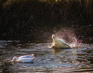 Image showing Goose Swimming On Water With A Splash