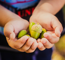 Image showing Green acorns