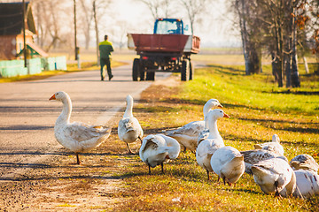 Image showing Geese On Green Grass