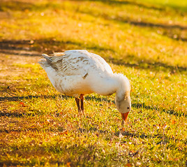 Image showing Goose On Green Grass