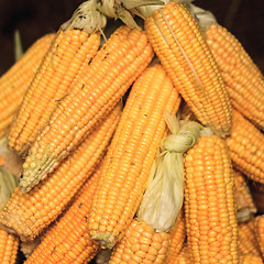 Image showing fresh yellow corn vegetable