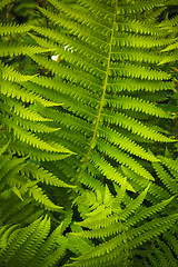 Image showing Fresh green fern leaves 