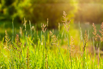 Image showing Fresh Summer Green Grass