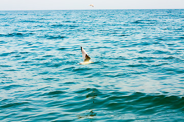 Image showing Flying seagull over blue water background 