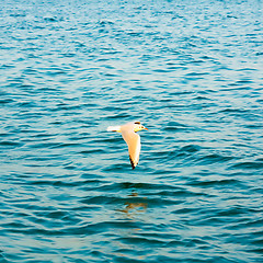 Image showing Flying seagull over blue water background 