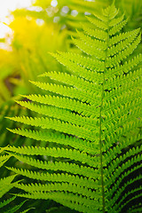 Image showing Fresh green fern leaves 