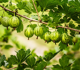 Image showing Gooseberries On A Bush In The Garden 