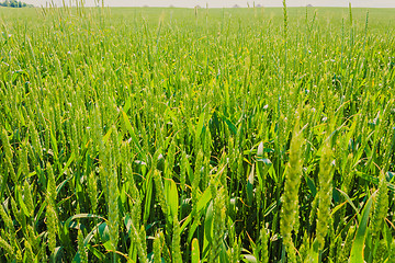 Image showing Green Barley Ears